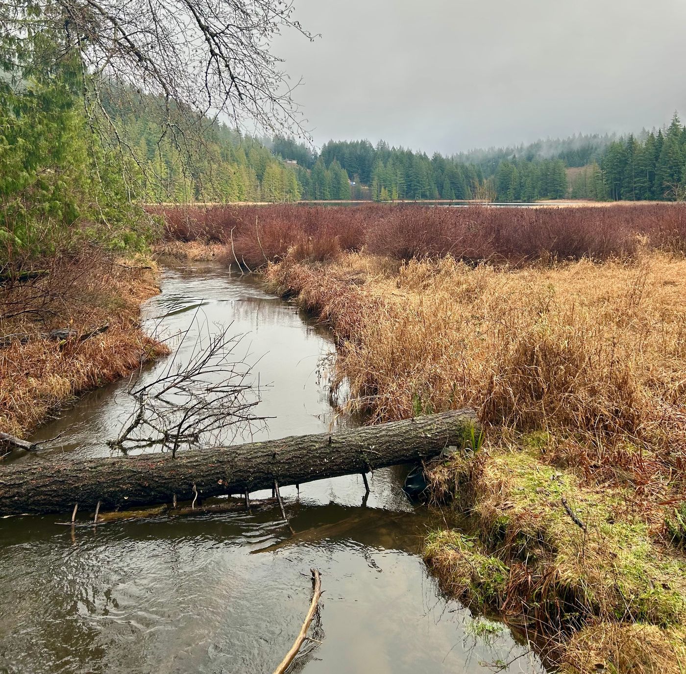 Fallen log in marsh