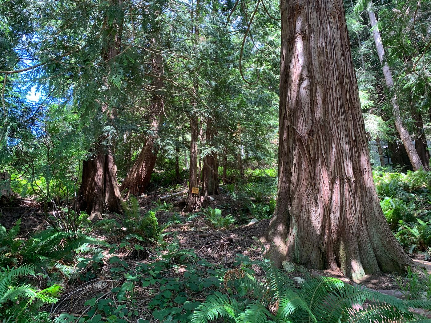 Forest at the island sanctuary