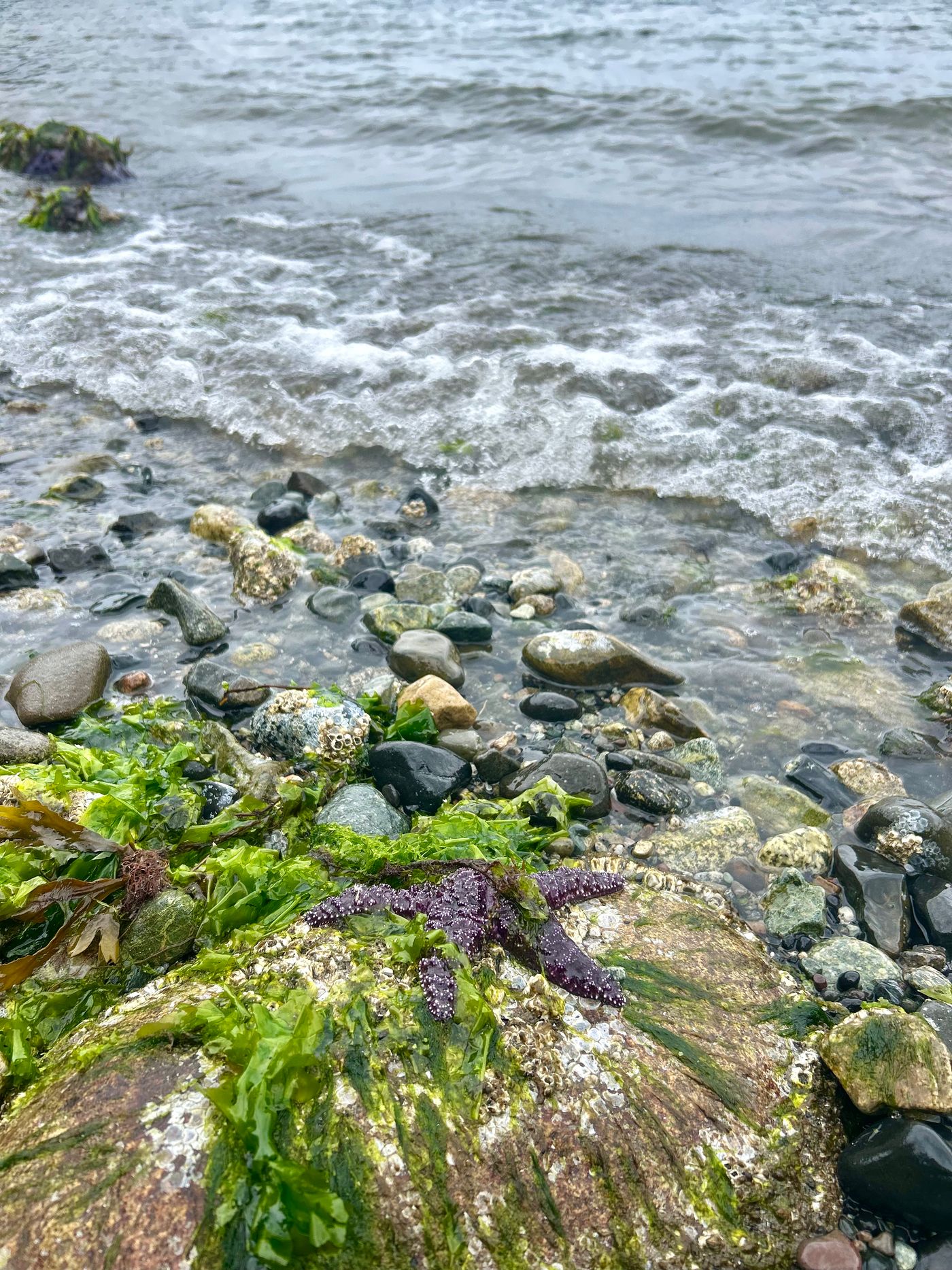 Waves, rocks, and a purple starfish