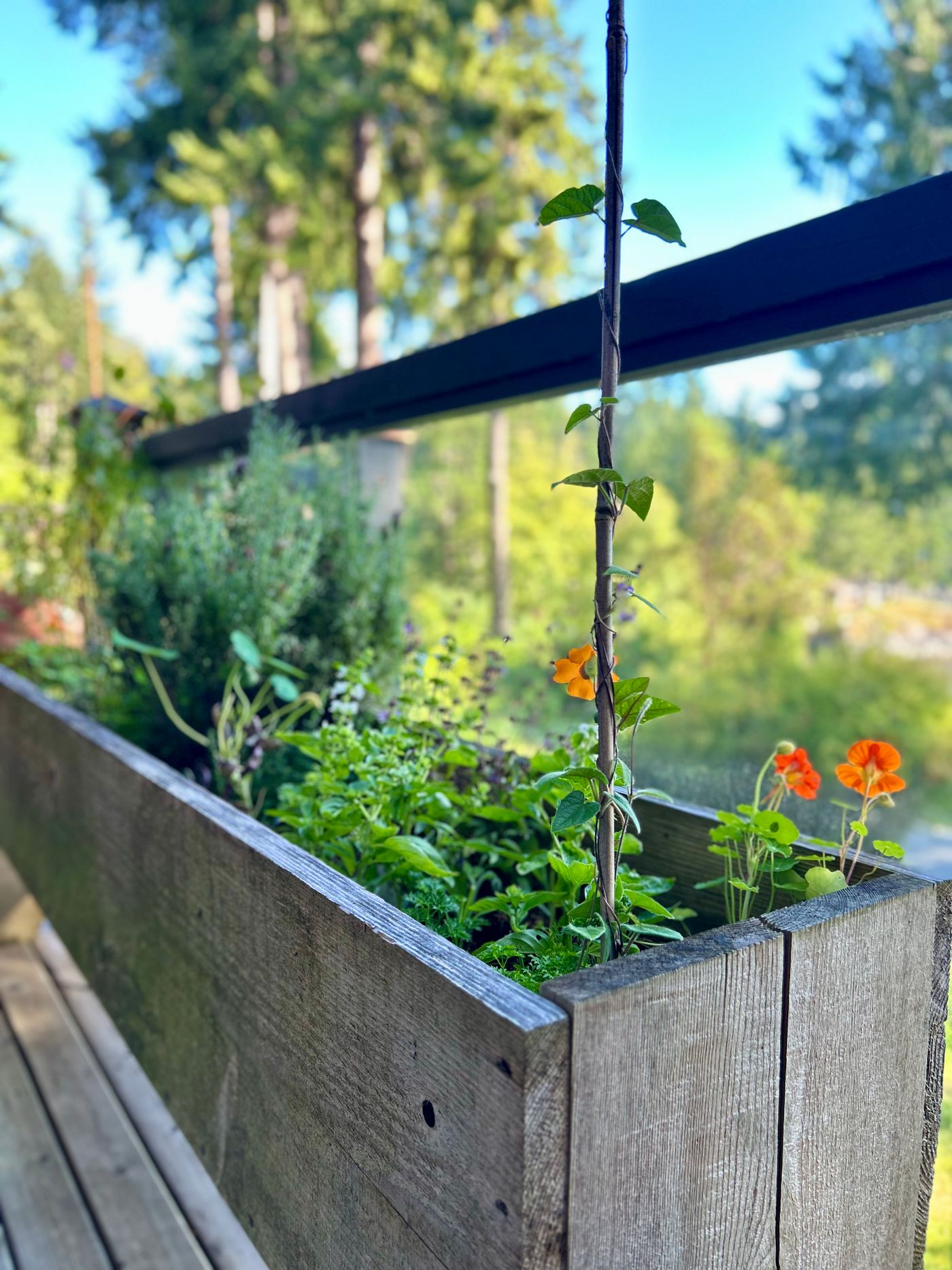 Herbs, nasturtiums, and a pea vine climbing a stake in a raised planter on the deck