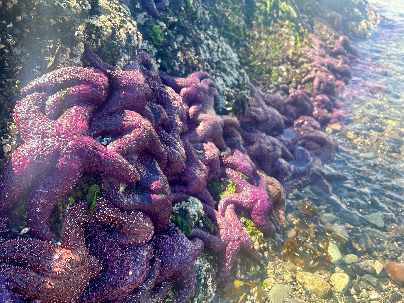 Purple starfish