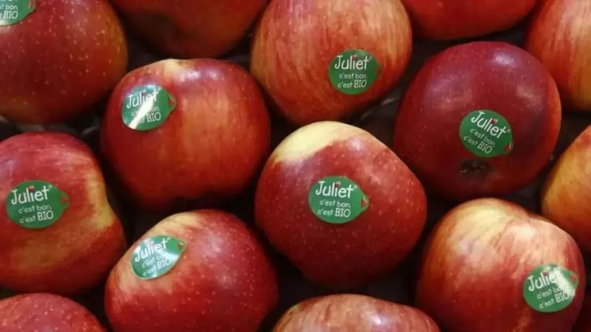 Apple.webp