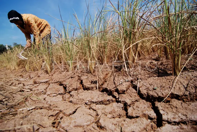 Lahan Tanah Rusak Kering