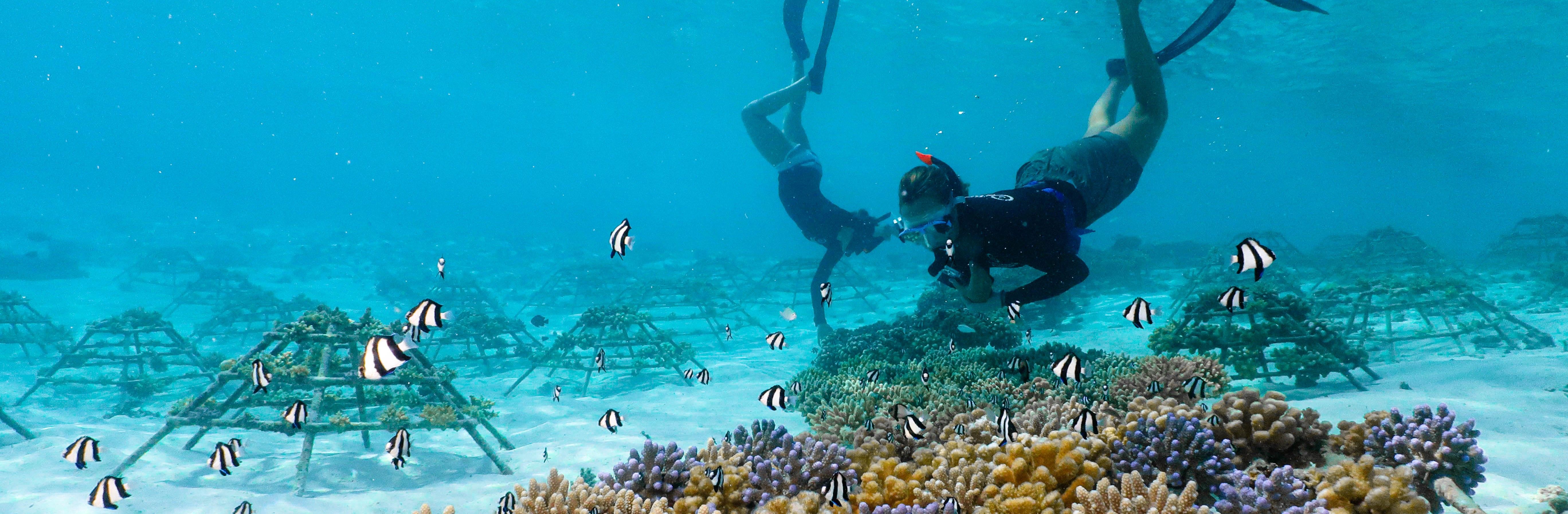 Plantation de coraux aux Maldives