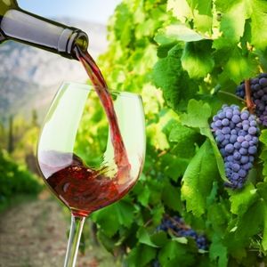 Italian Sommelier