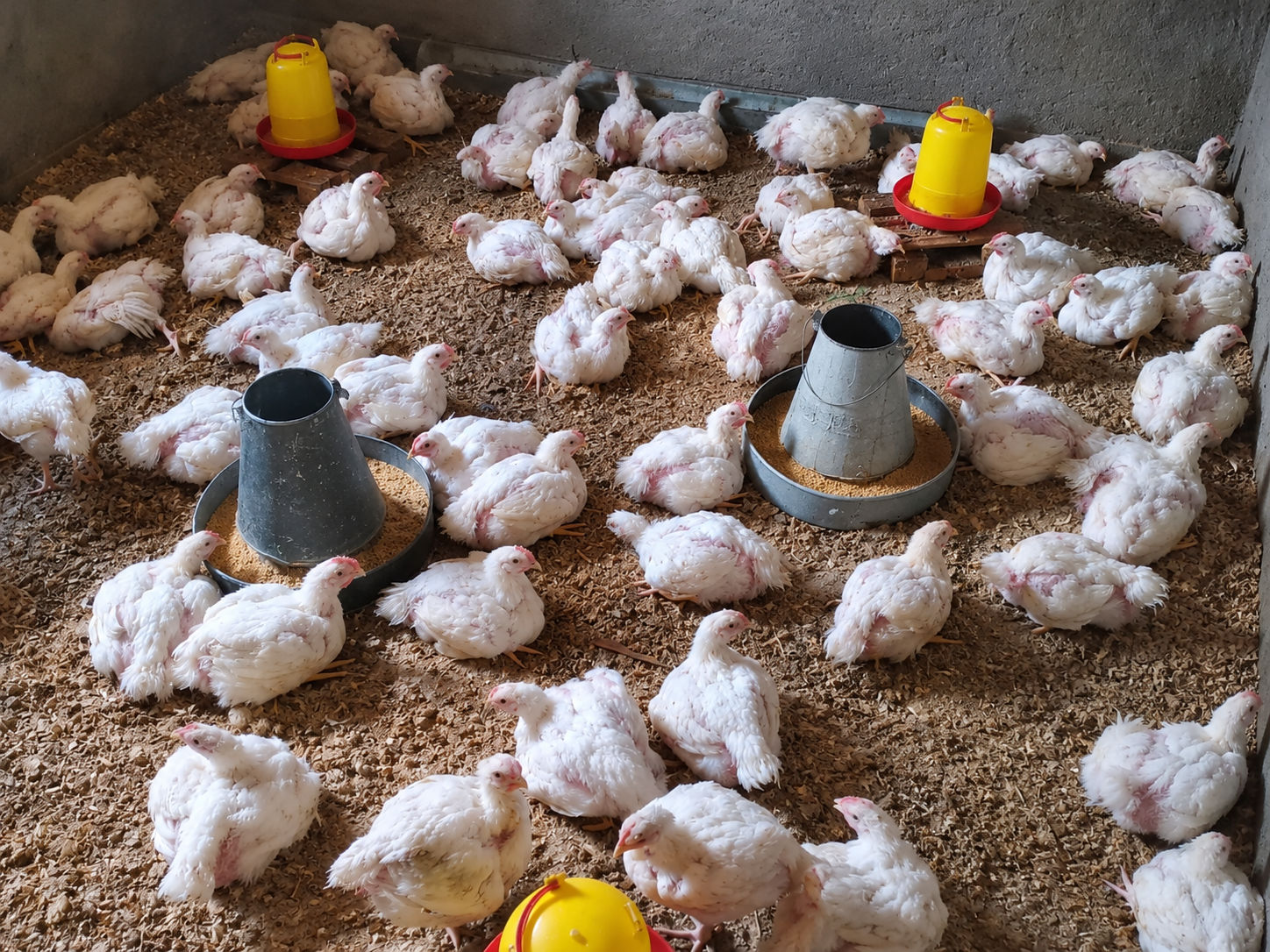 BROILER CHICKEN – 450.00 KSh