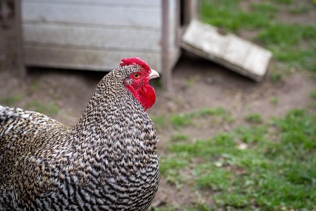 CHICKEN AND EGGS – 1700.00 KSh