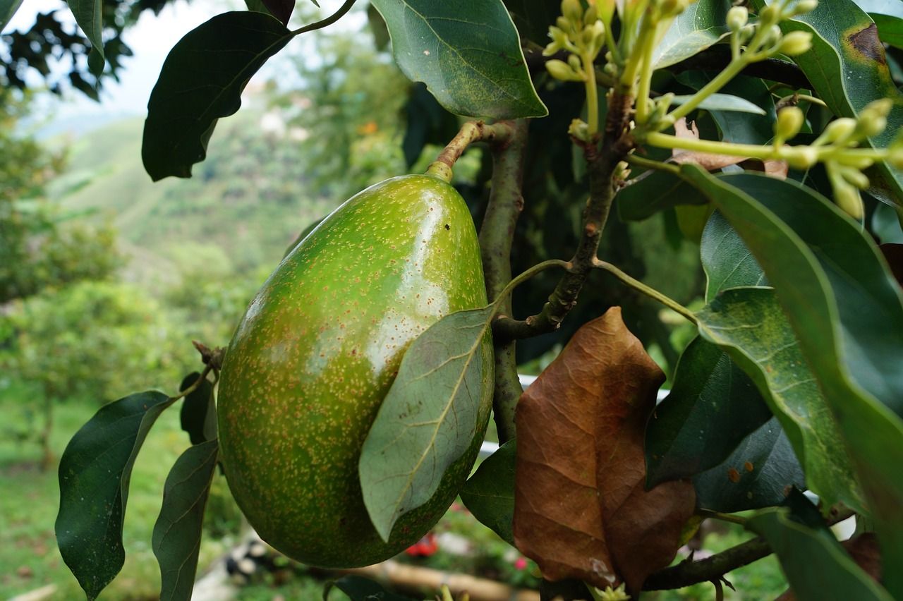 How do you sell agricultural products on online platforms
