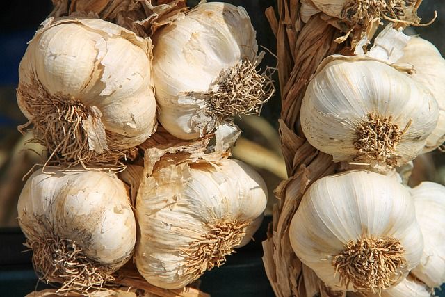 GARLIC SEED