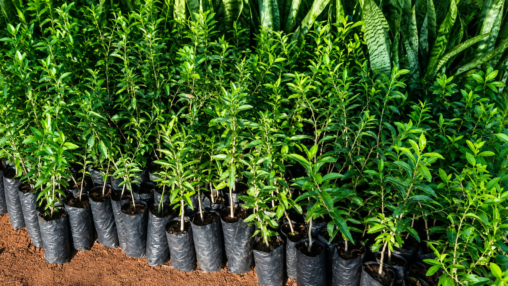 Kayaba Seedlings