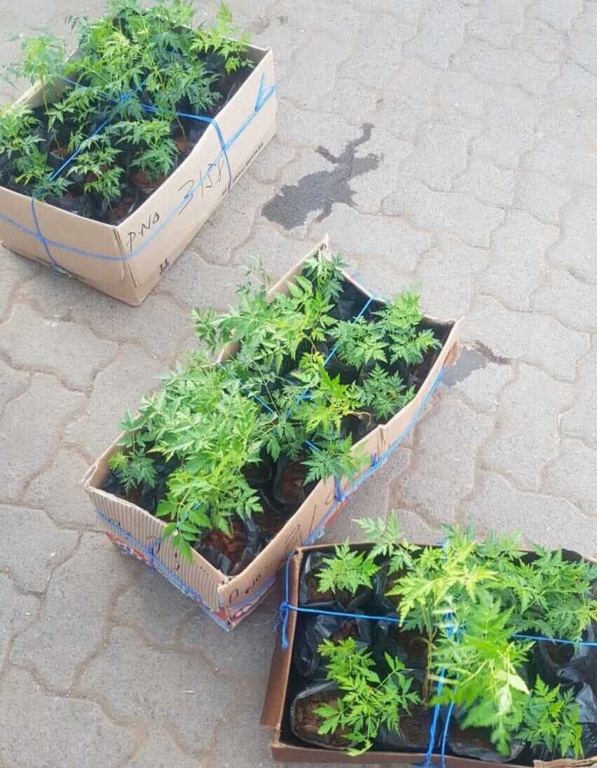 MUKAU SEEDLINGS