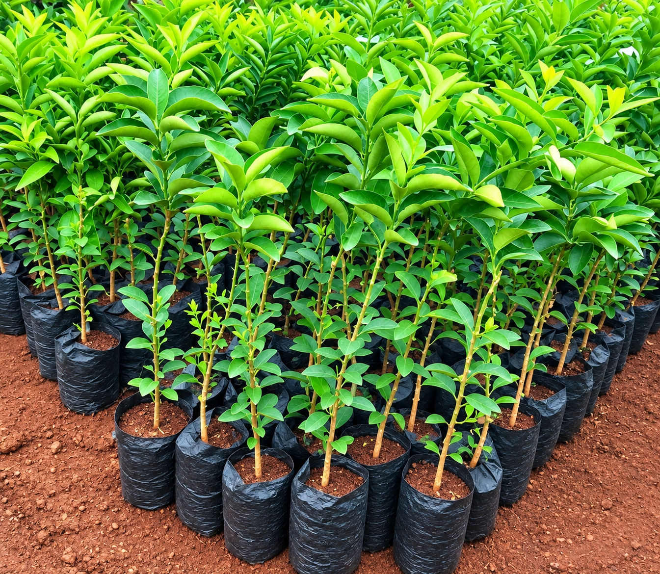 PIXIE SEEDLINGS