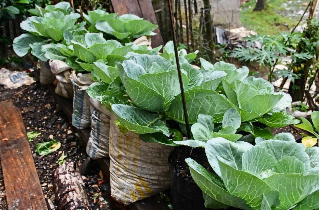 Planting Vegetables in Sack Bags