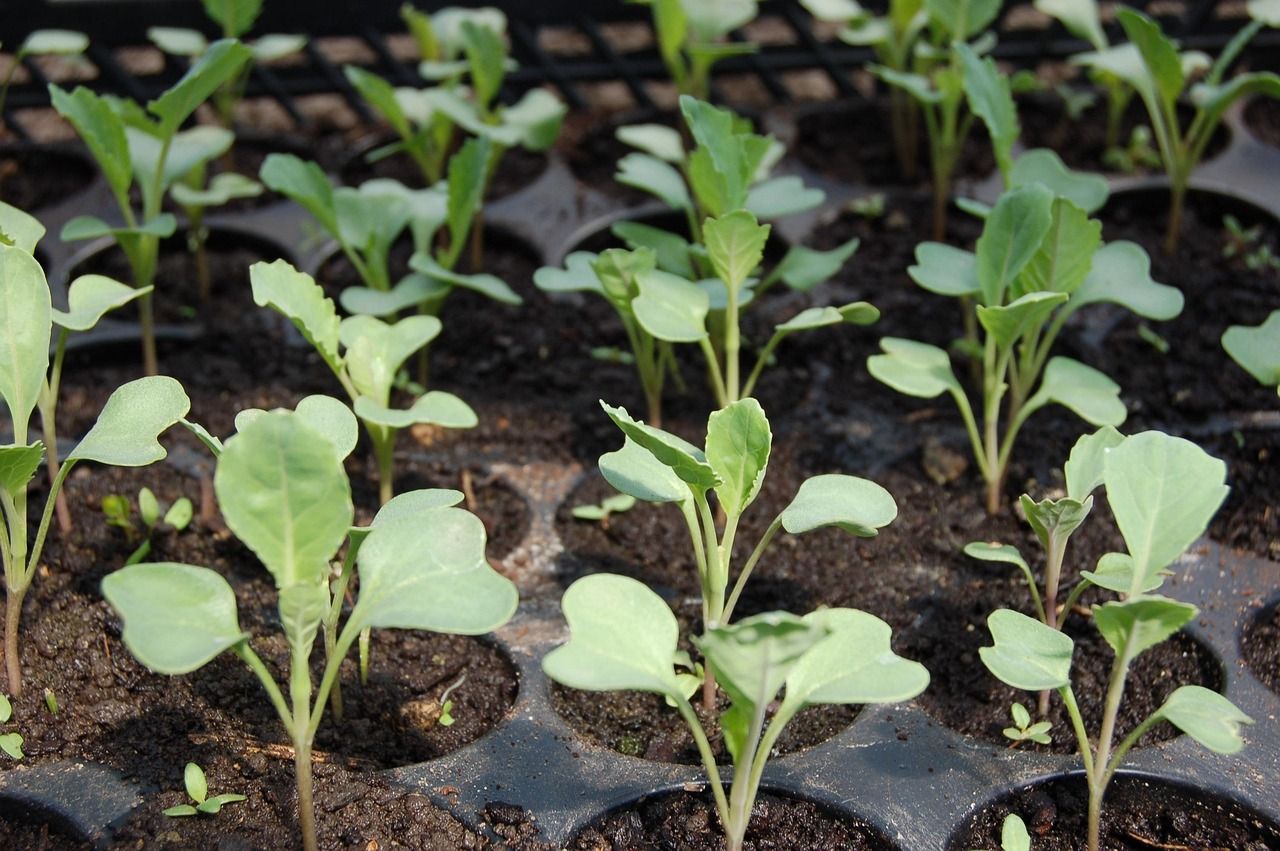 Vegetable Seedlings