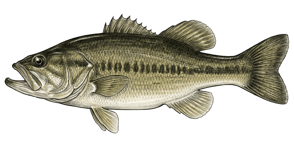 Water Temperature Fishing Guide