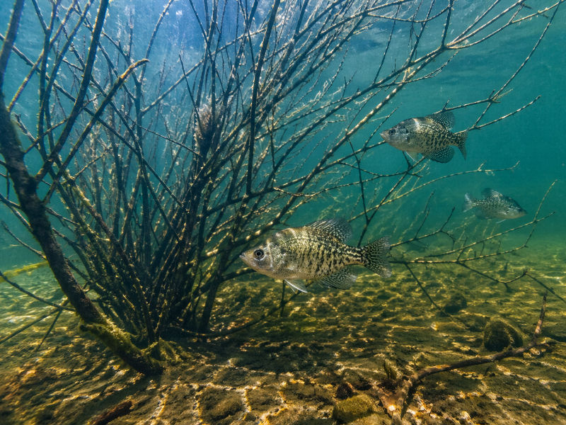 Crappie and panfish fishing around submerged brush