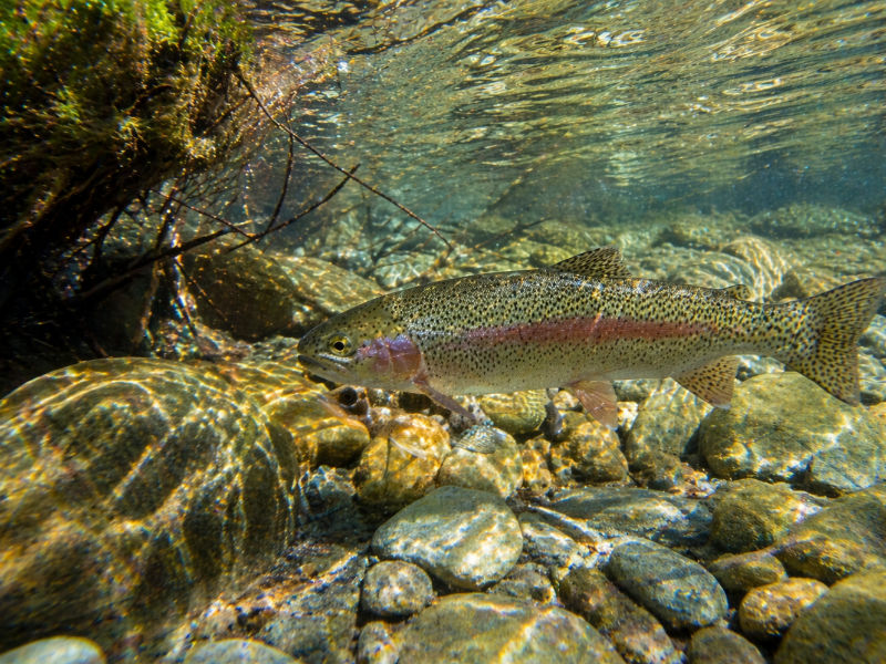 Rainbow trout in moving water