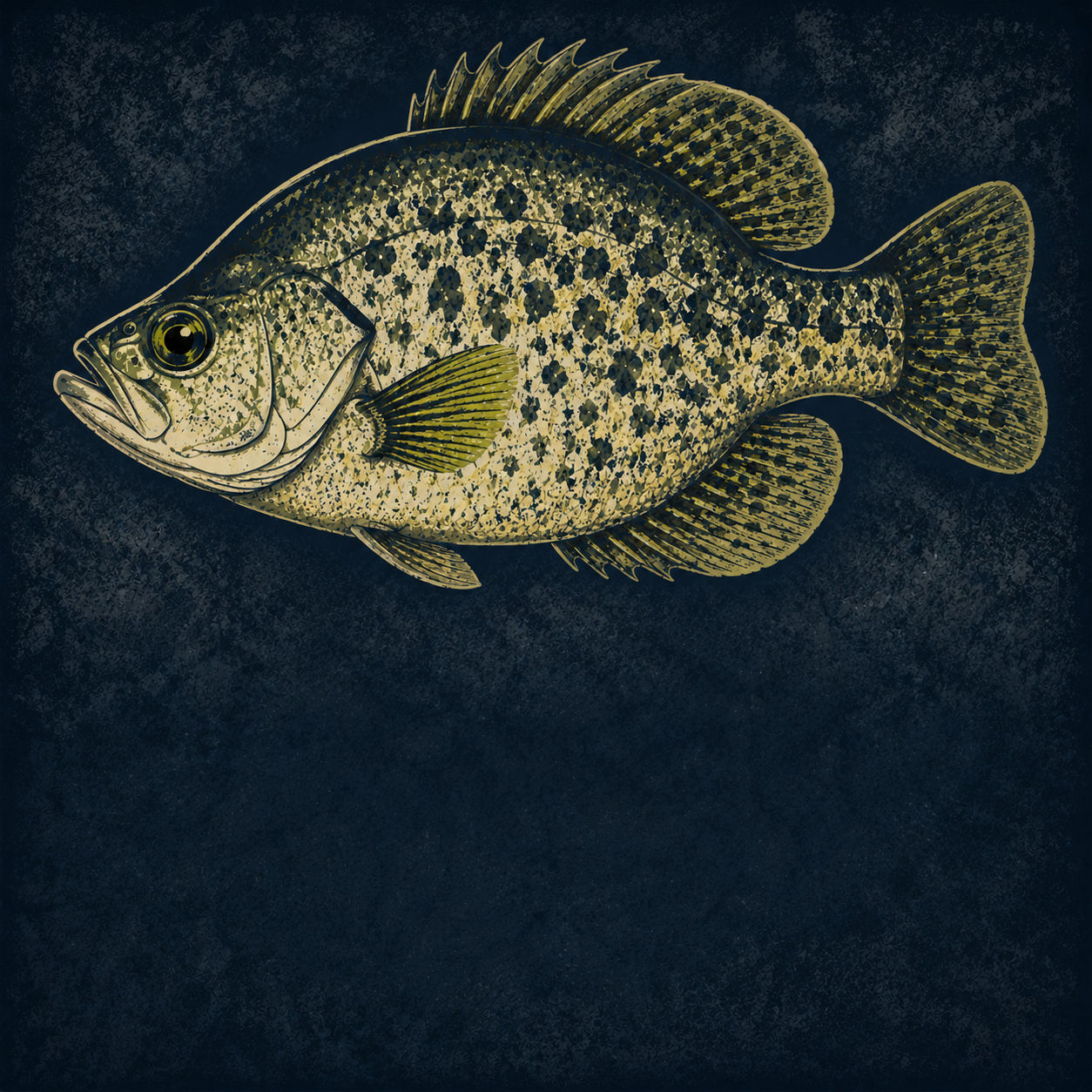 Crappie and panfish category icon