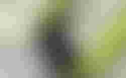Tour de Suisse, Speed drive city &quot;26&quot;, Deore Herren, Farbe lemongreen kaufen in Lucerna #3 | velomarkt.ch