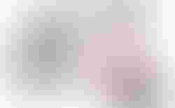 Laufrad Puky LRM Rosa | Das Laufrad ist der Einstieg in die Velowelt! | velomarkt.ch