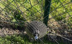 Laufradsatz Mavic Aksium kaufen in Zürich #2 | velomarkt.ch