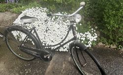 Damenfahrrad kaufen in Basilea-Città #2 | velomarkt.ch