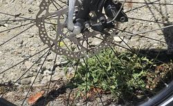 Alu-Citybike, wartungsarm dank 11 Gang Shimano Nabenschaltung kaufen in Berna #4 | velomarkt.ch