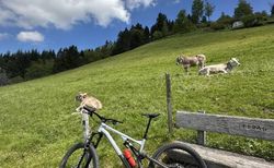Spezialized spezialized | Mountainbike | velomarkt.ch