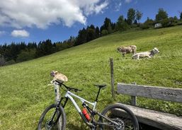 Spezialized spezialized | Mountainbikes | Downhill Bikes | velomarkt.ch