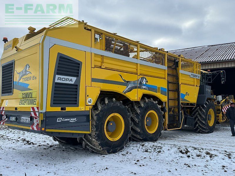 Ropa tiger 6s Kombajn buraczany