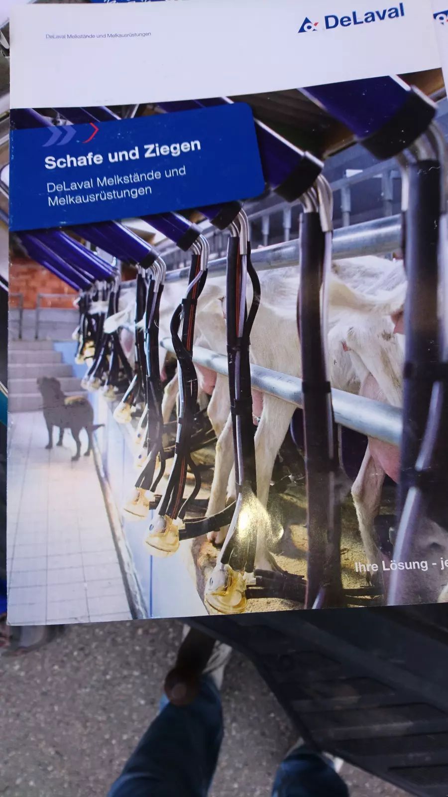 E-FARM: DeLaval ziegenmelkstand f200 'sg - Matériel de traite - id 9TQIIKI - 21 765 € - Allemagne