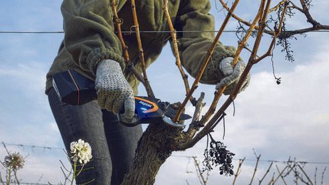 Pellenc elektronische rebschere Техника для садов и виноградников и прочее
