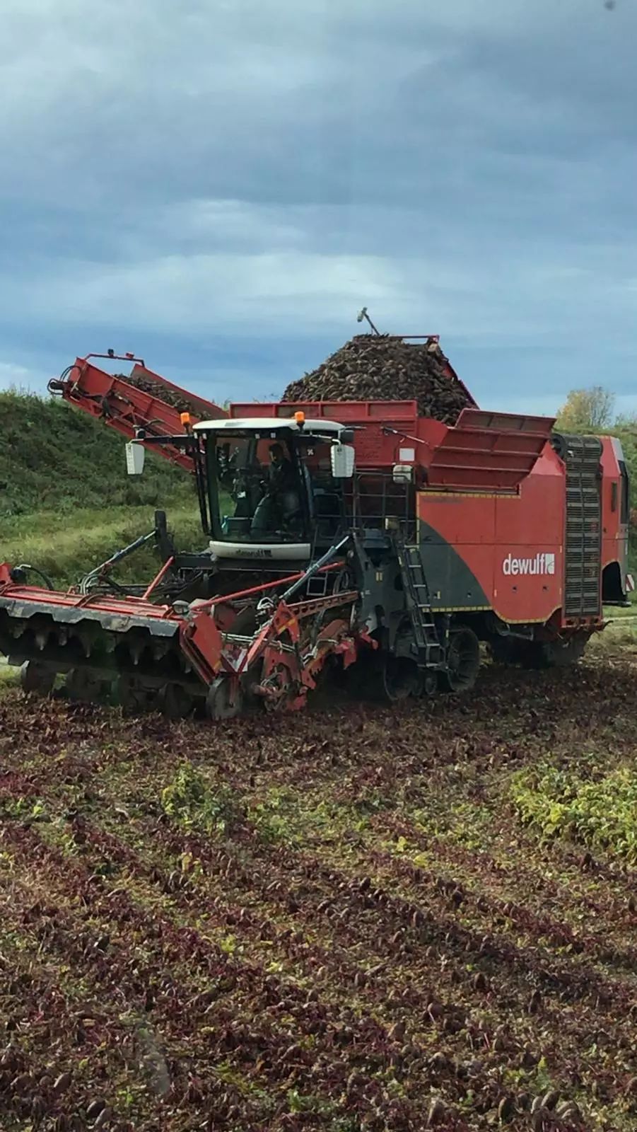 Dewulf kwatro Картофелеуборочный комбайн 395 000 €