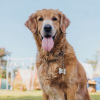 Shaan, a golden retriever