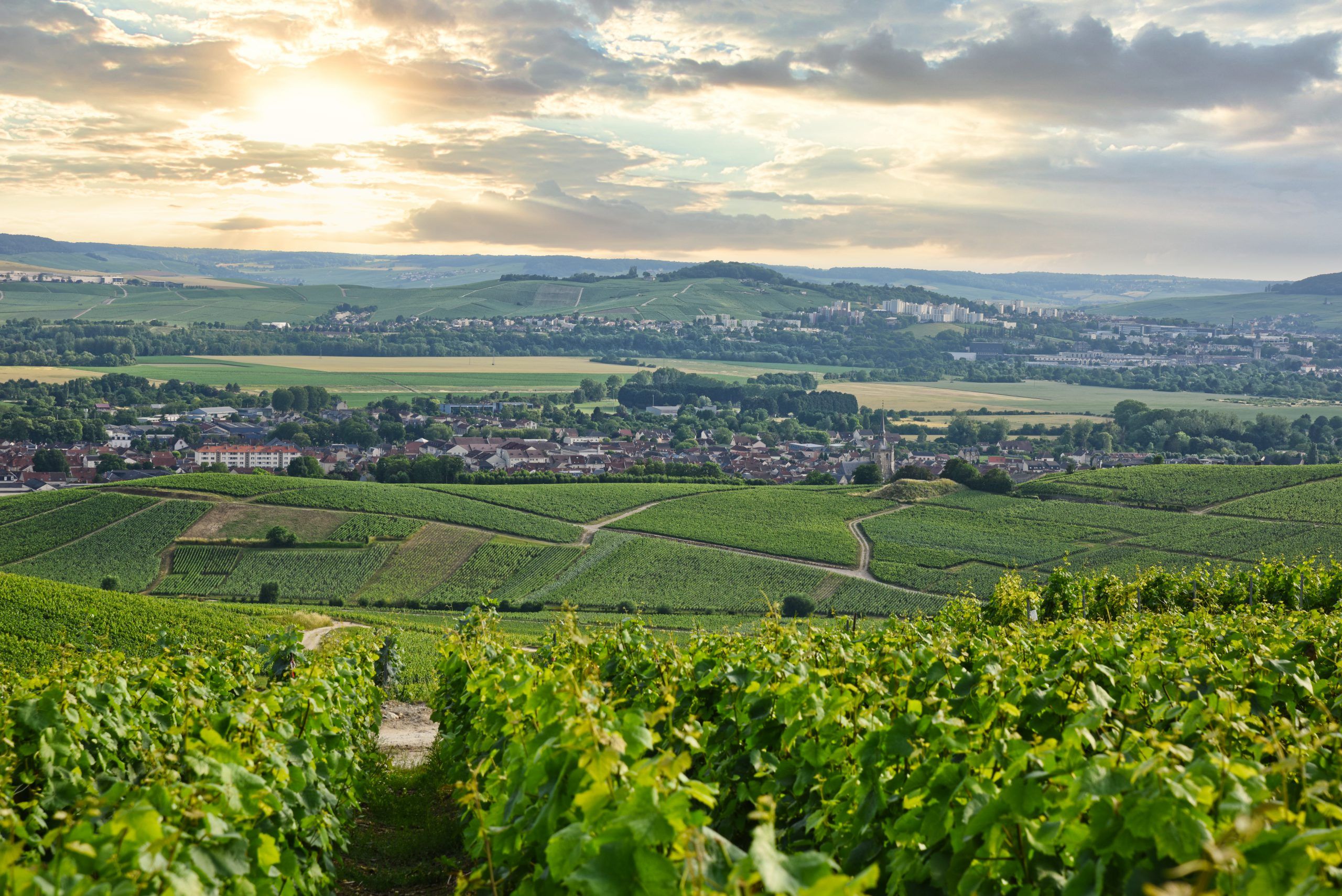 From the vineyars to the cellars - Champagne Egrot