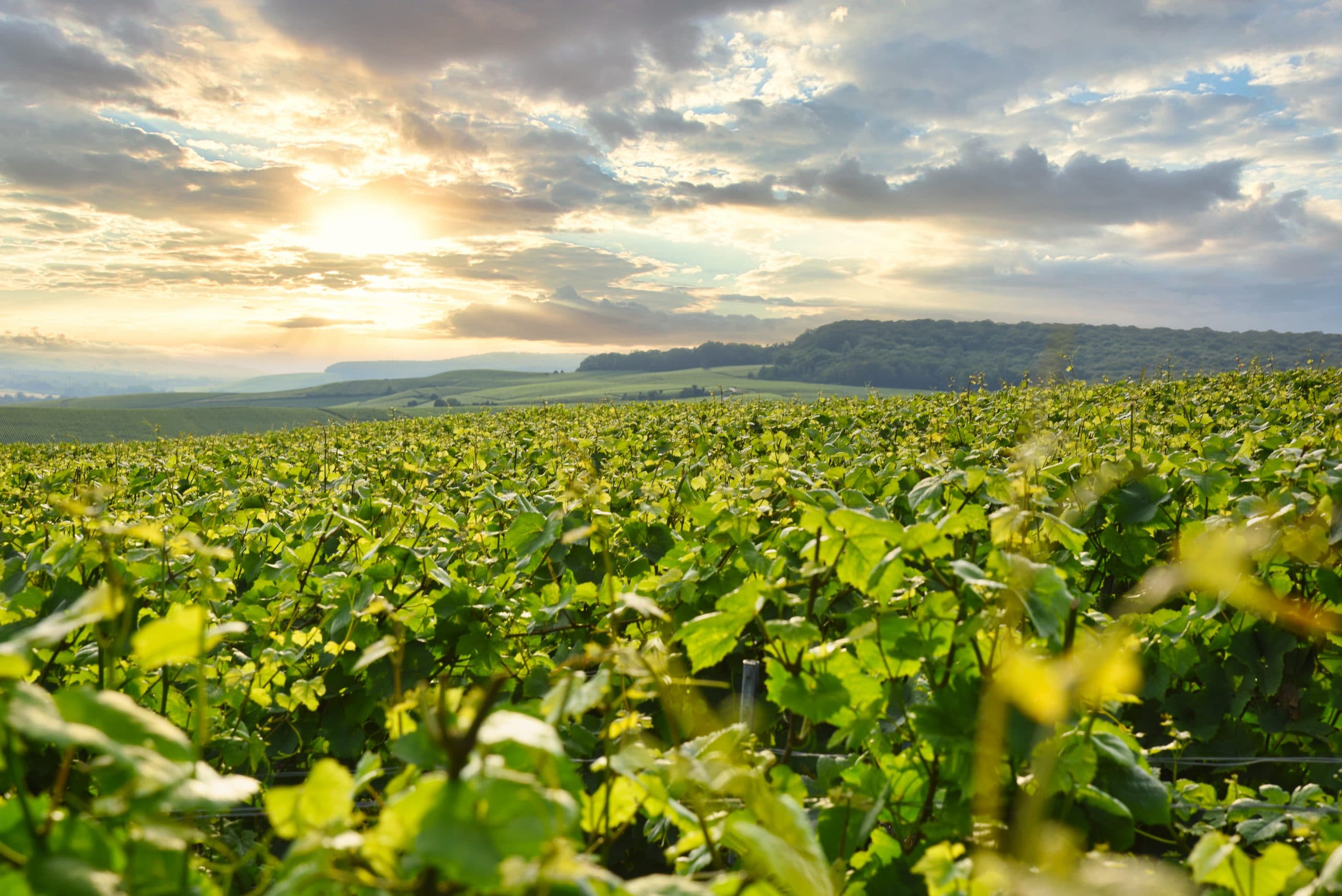 Wine Tourism - Champagne Egrot