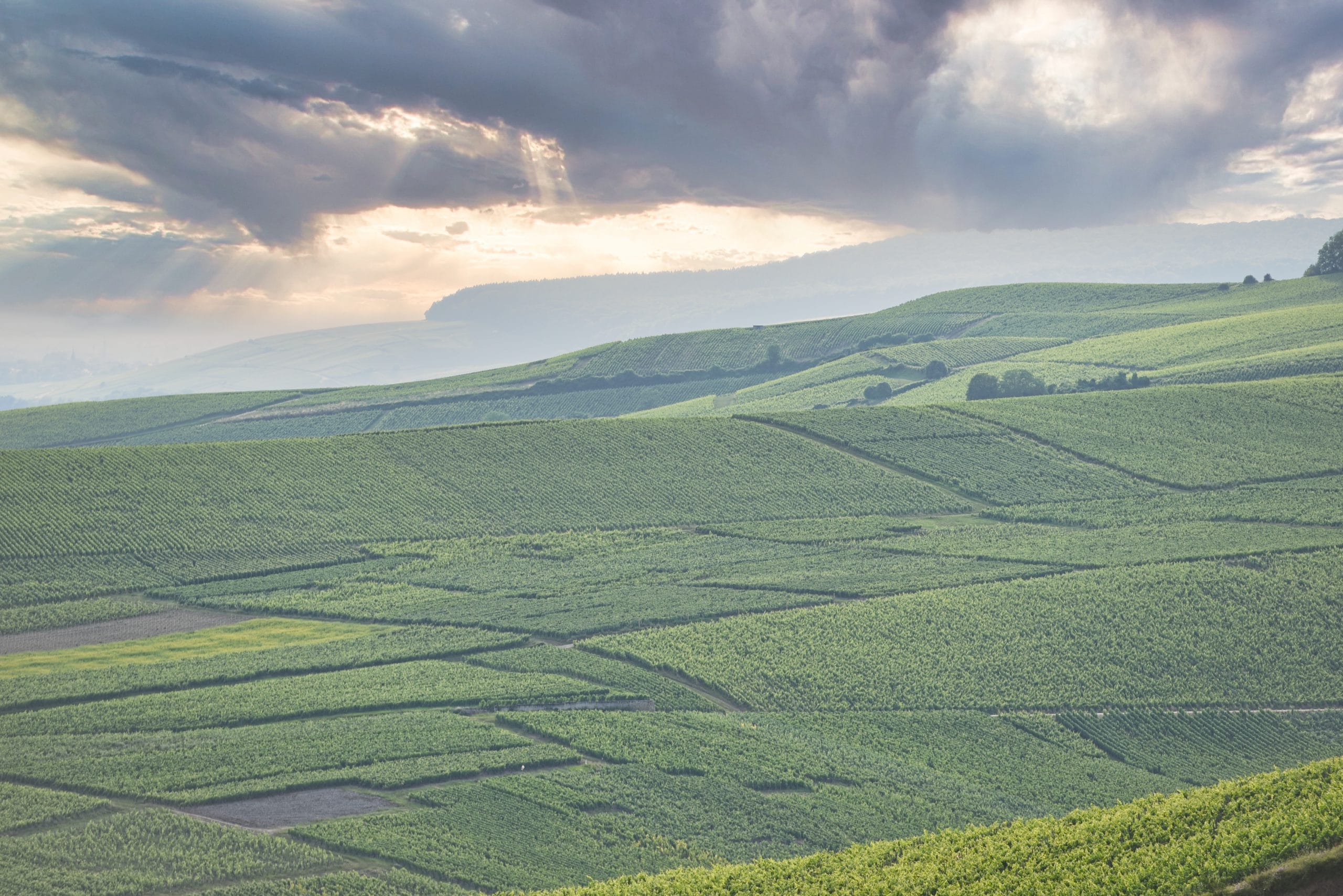 Vineyards - Champagne Egrot