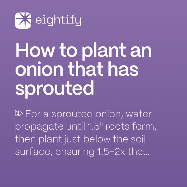 How to plant an onion that has sprouted Eightify