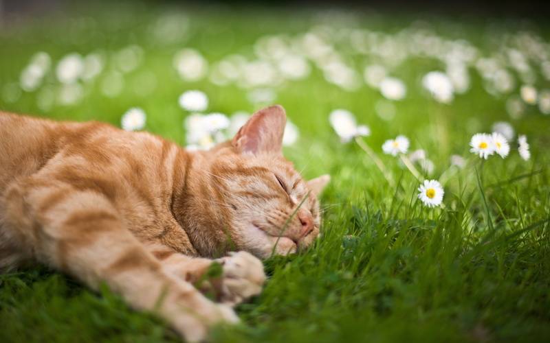 a cat sleeping in the grass