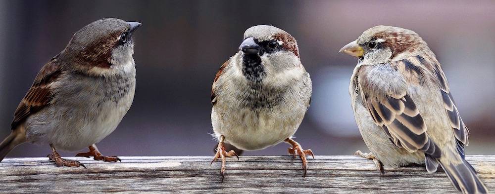 conversation starters - three birds perched on a logo talking to one another