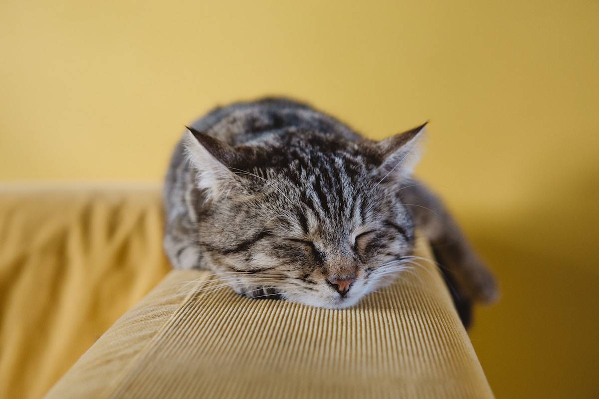 things to do before bed to help you sleep - a sleepy cat