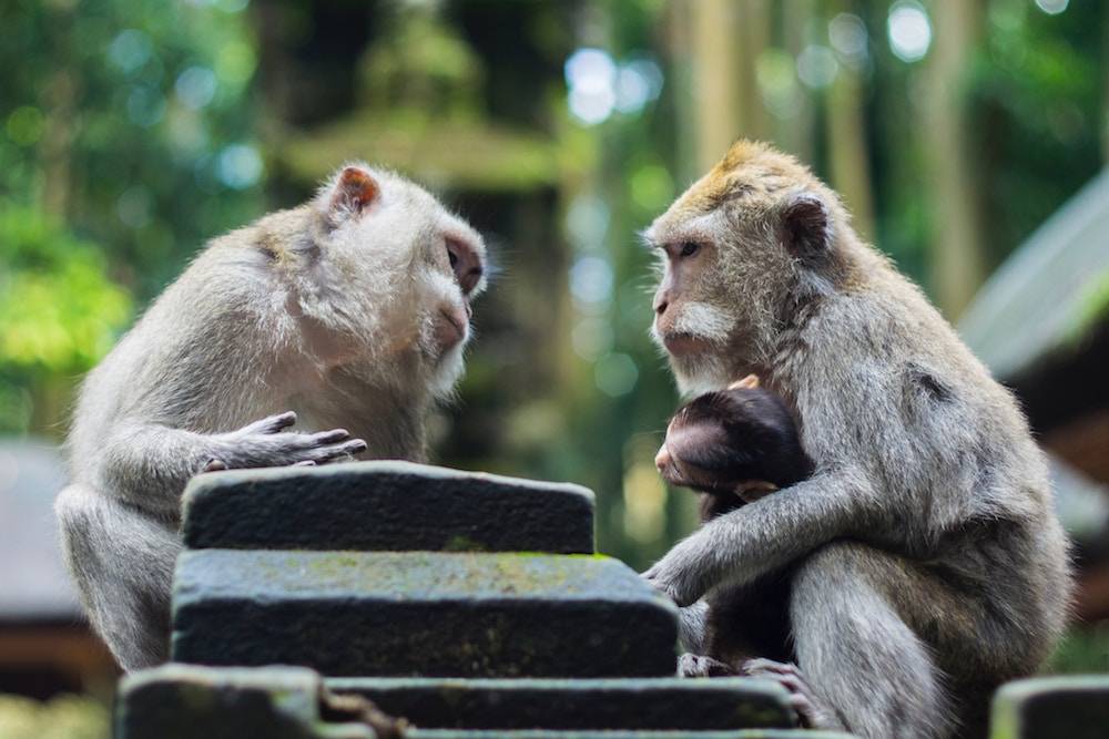 how to have better conversations - two monkeys talking