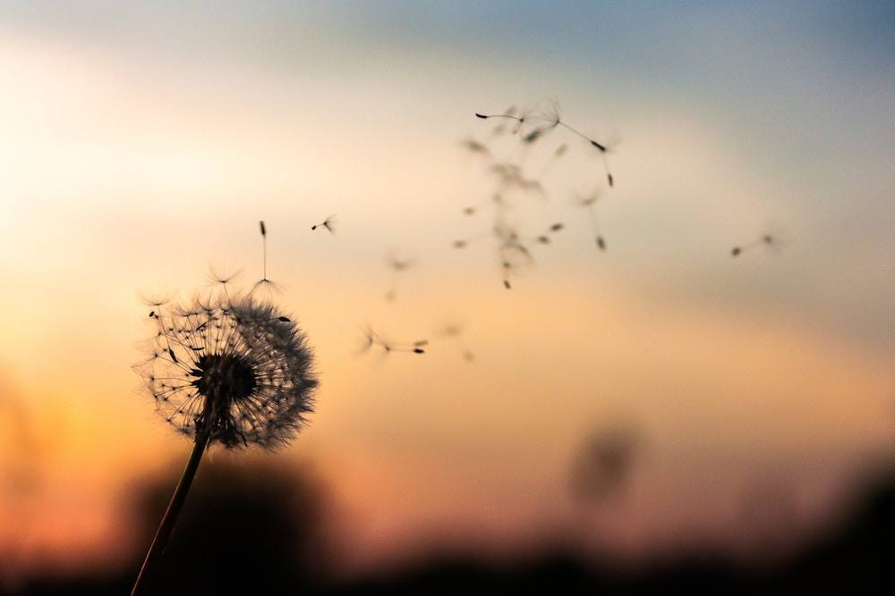 how to spend less time on your phone - dandelion blowing in the wind