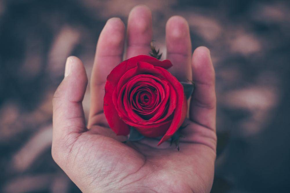 How to Sell Without Being Pushy or Salesy hand with a red rose sitting in the palm