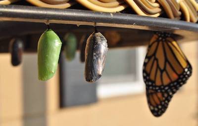 how to list services on website: butterfly in three different stages of development