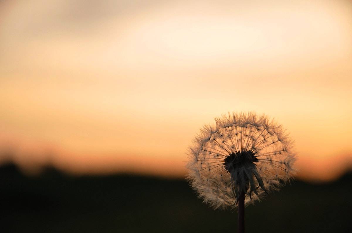 Fun Summer Activities: a dandelion full of seeds in a field at sunset