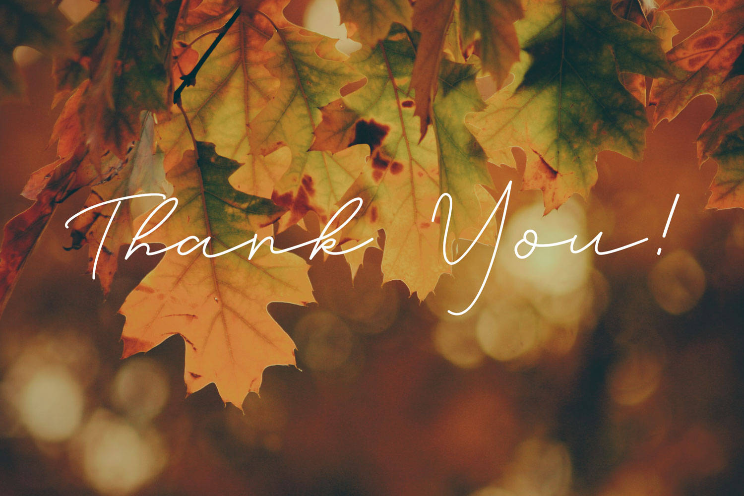 Cultivating Gratitude: Thank You! on a background of fall autumnal leaves