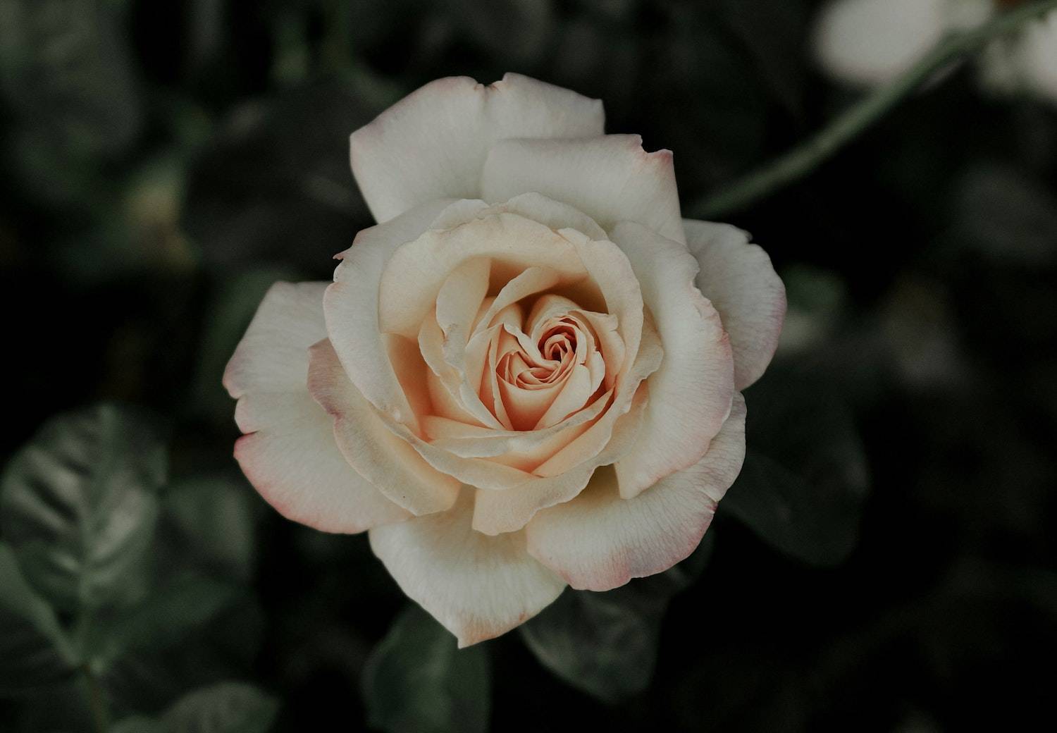 a beautiful rose in a garden
