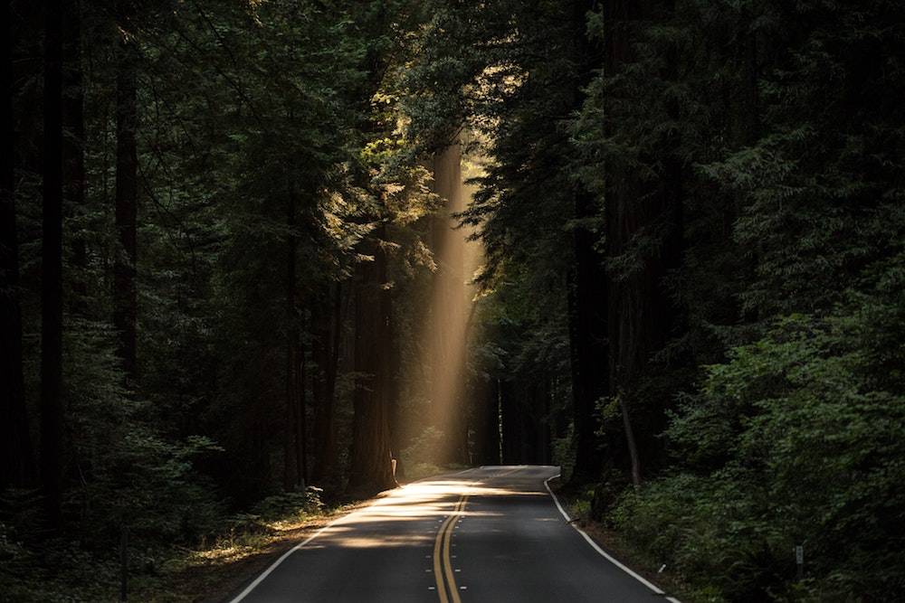 light shining down into a dark forrest