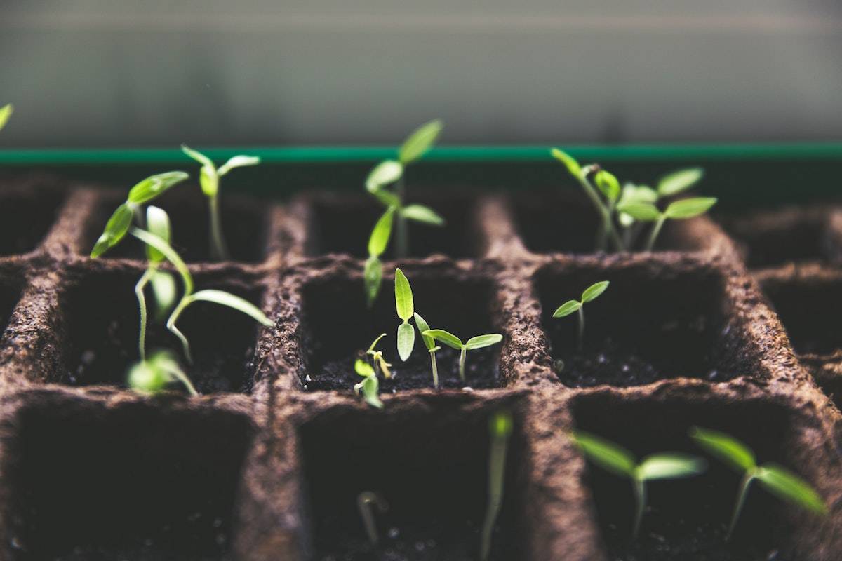 Sprouts growing in soil